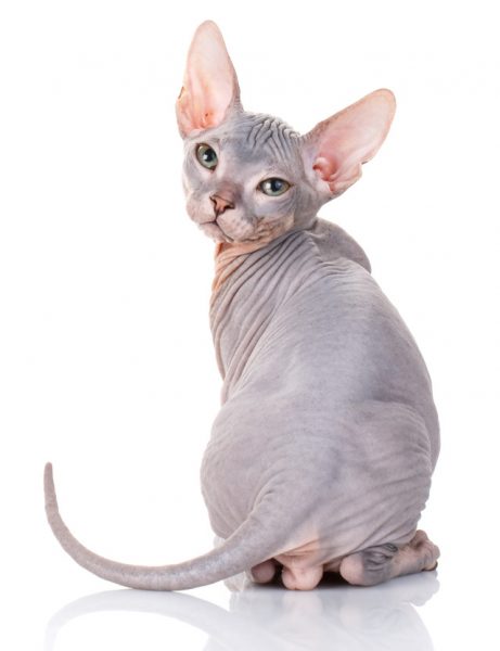 sphynx cat - sphynx