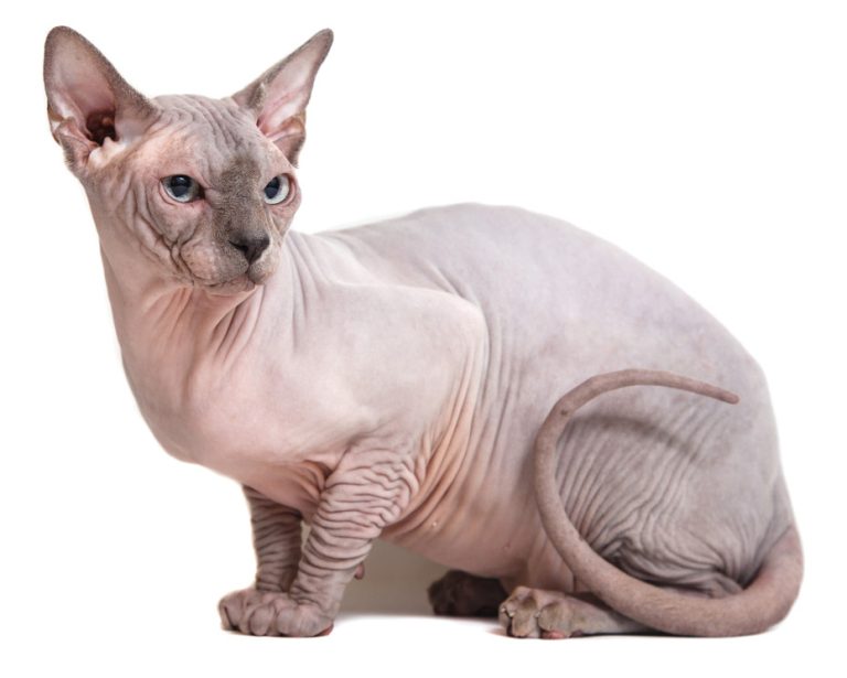 Sphynx Cat Breed: Personality, Appearance, Colors, Care Needs & Health