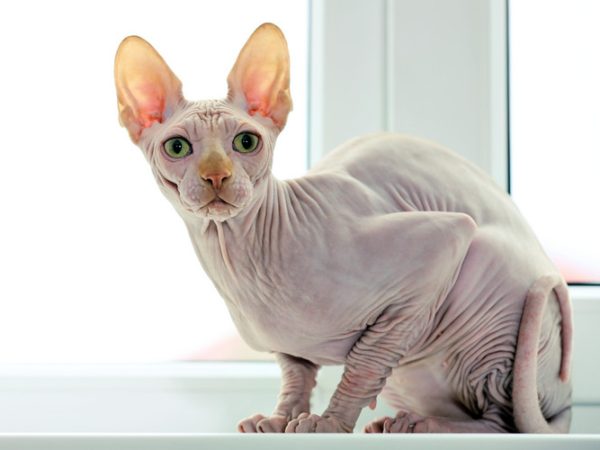 sphynx cat - sphynx cat with hair