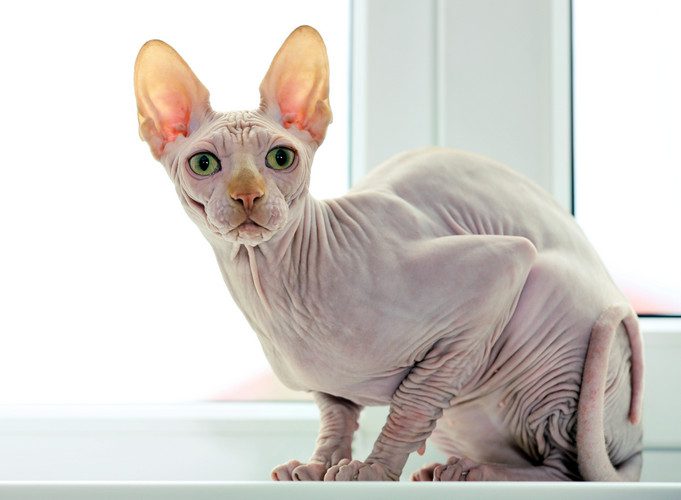 sphynx cat - sphynx cat with hair