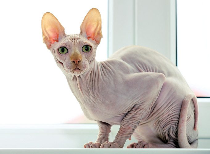 Sphynx Cat Breed Personality, Appearance, Colors, Care Needs & Health