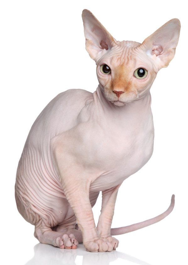 Sphynx Cat Breed: Personality, Appearance, Colors, Care Needs & Health