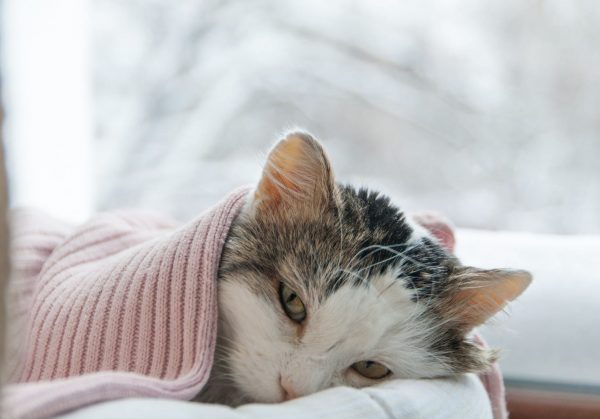 symptoms of cancer in cats