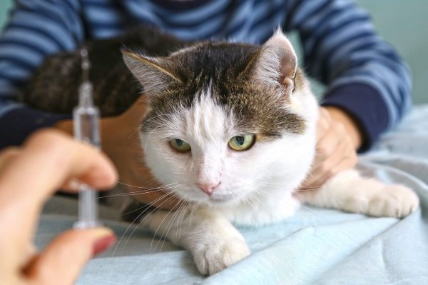 symptoms of diabetes in cats