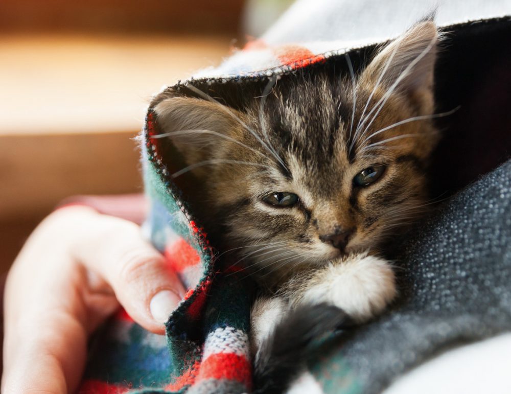 Picture of Feline Leukemia: Symptoms, Transmission, Treatment, and Vaccine
