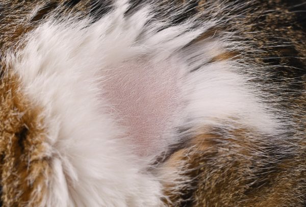 symptoms of hypothyroidism in cats - cat hypothyroidism