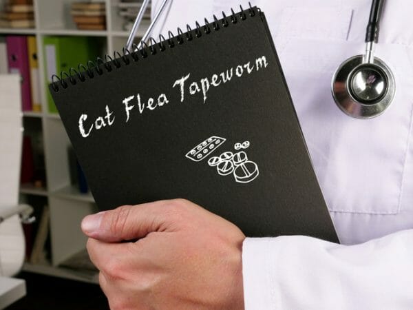 tapeworm in cats - how to get rid of tapeworms in cats