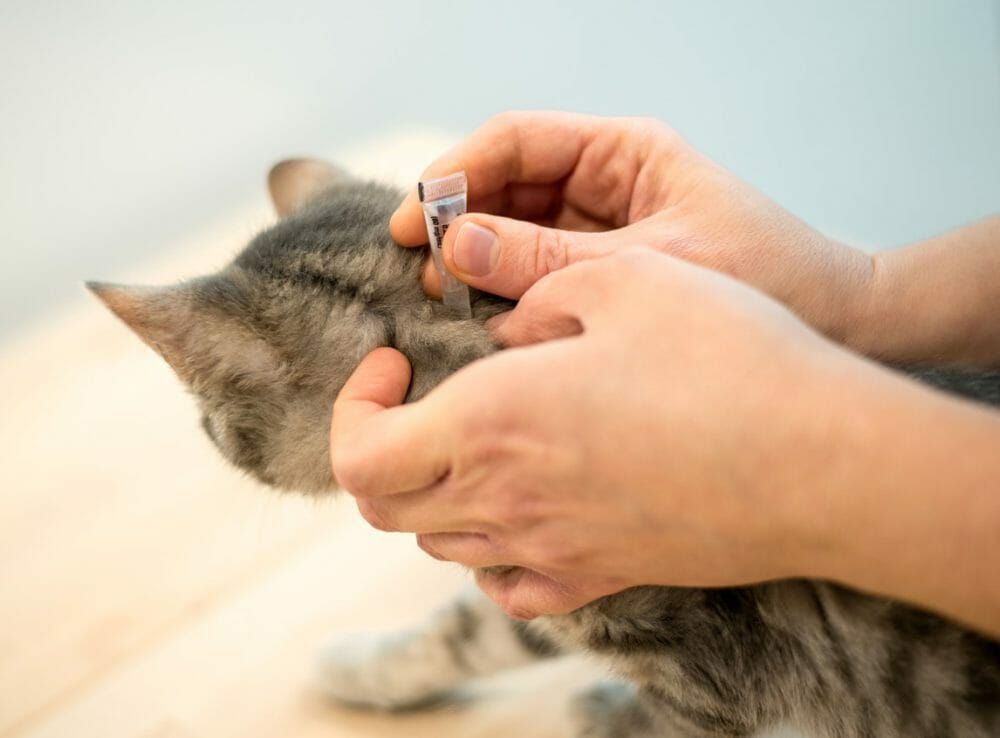 Tapeworm in Cats Causes, Symptoms, Diagnosis, Treatment, Prevention