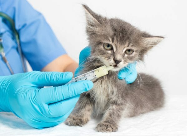 tapeworm treatment for cats - can humans get tapeworms from cats