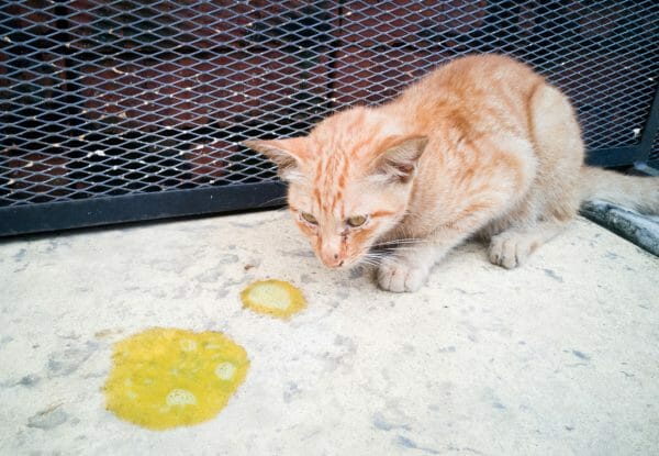 types of cat vomit pictures - cat vomiting bile