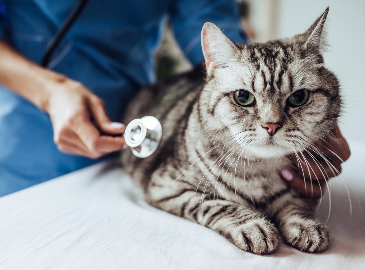 Upper Respiratory Infection in Cats Causes, Signs, Diagnosis & Treatment