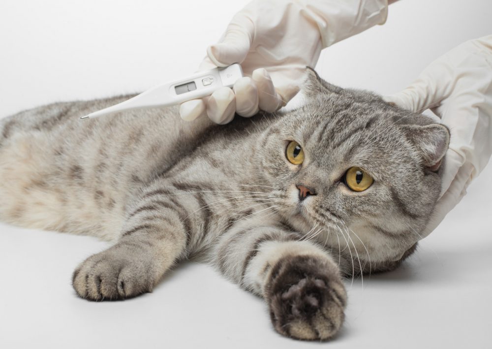 Upper Respiratory Infection in Cats Causes, Signs, Diagnosis & Treatment