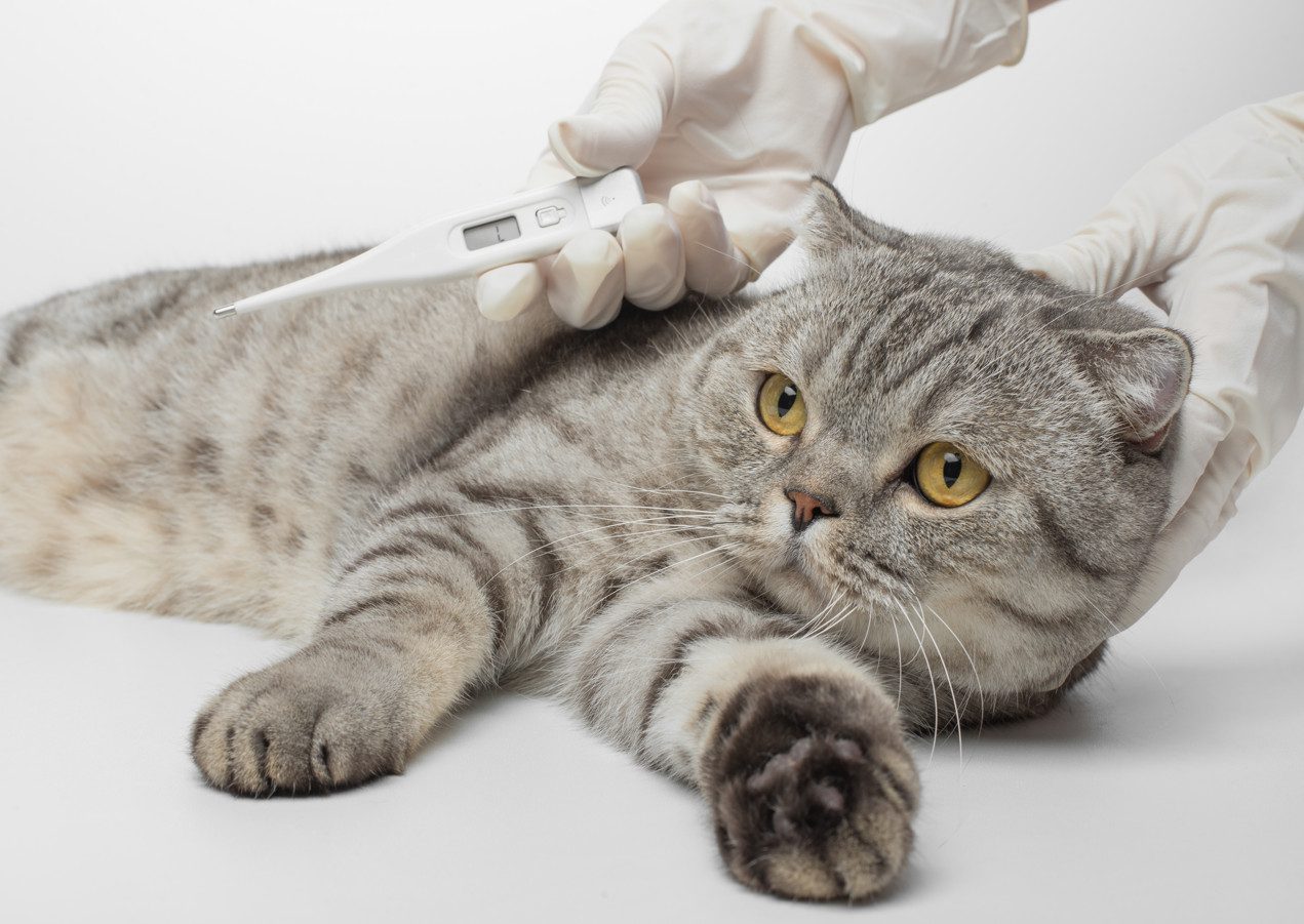 Upper Respiratory Infection in Cats Causes, Signs, Diagnosis & Treatment