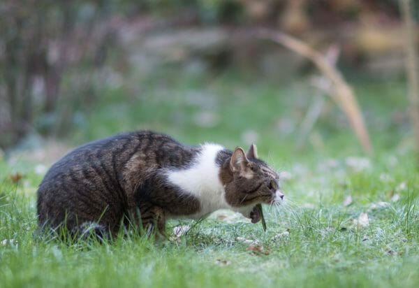 vomiting in cats when to worry - cat vomit yellow