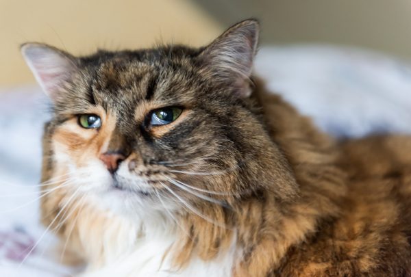 what is fiv in cats - end stage fiv cats