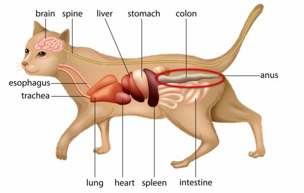 what is megacolon in cats - laxatives for cats with megacolon