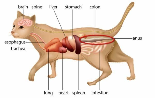 Megacolon in 2025 cats treatment