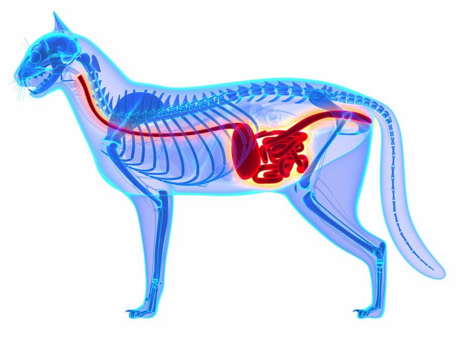 how-to-make-raw-cat-food-recipe-homemade-cat-food-for-healthy-cats