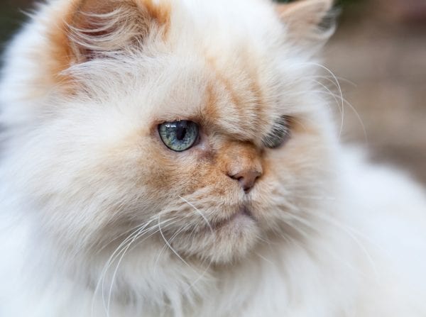 white himalayan cat - himalayan cat breeds