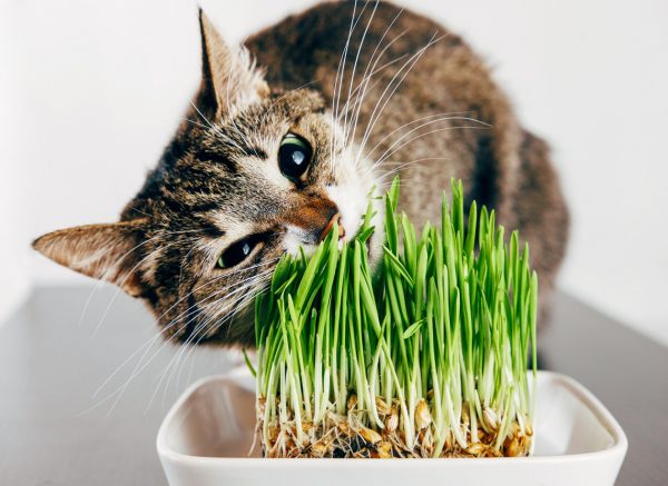why do cats eat grass - why does my cat eat grass
